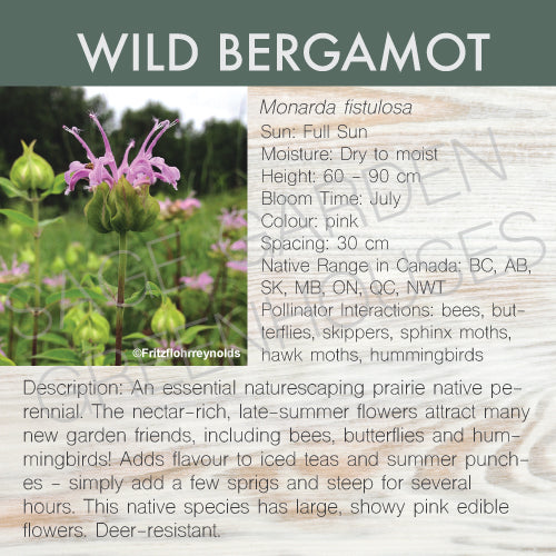 Live Plant -  Wild Bergamot