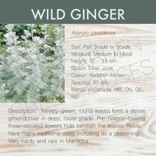 Live Plant -  Wild Ginger