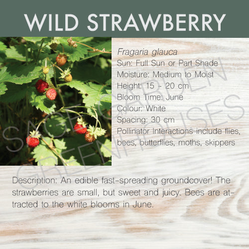 Live Plant -  Wild Strawberry
