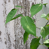 Ayahuasca (Banisteriopsis caapii) - Live Plant
