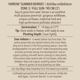 Seeds - Yarrow, Summer Berries OG (SGH)