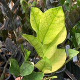 akebono zz plant ZZ Akebono- Live Plant
