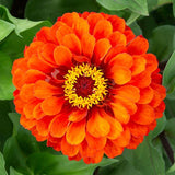 Zinnia, Orange (Certified Organic Seeds)