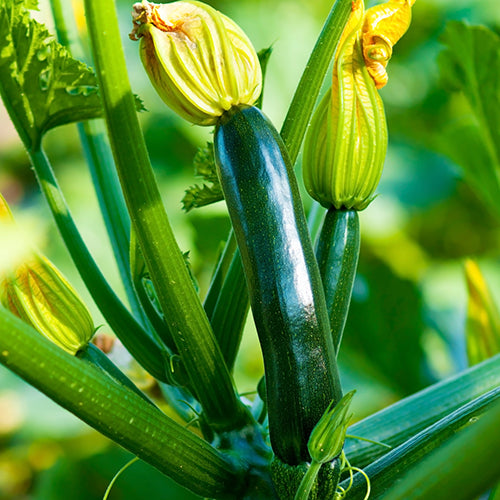 Seeds - Zucchini, Black Beauty OG (SGH)