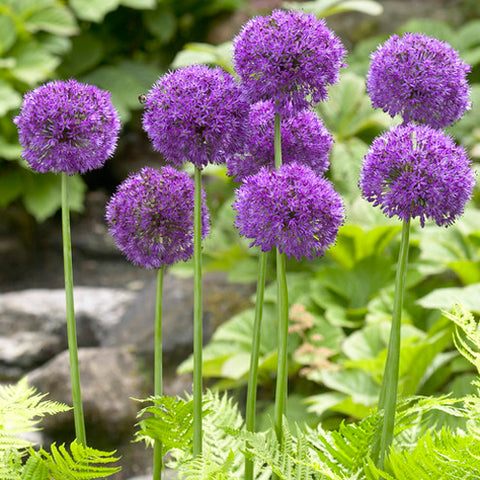 Bulbs - Allium 'Purple Sensation'