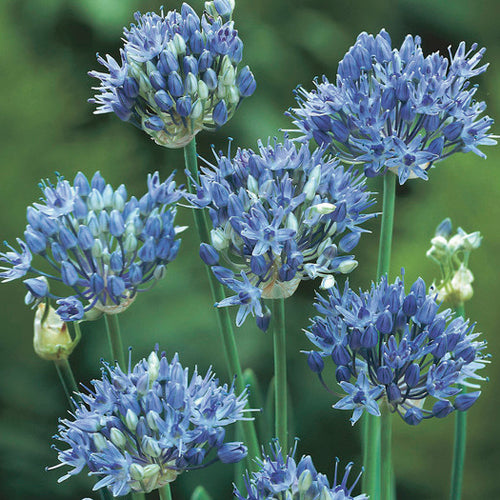 Bulbs - Allium 'caeruleum'(azureum) - PRE-ORDER FOR FALL 2025