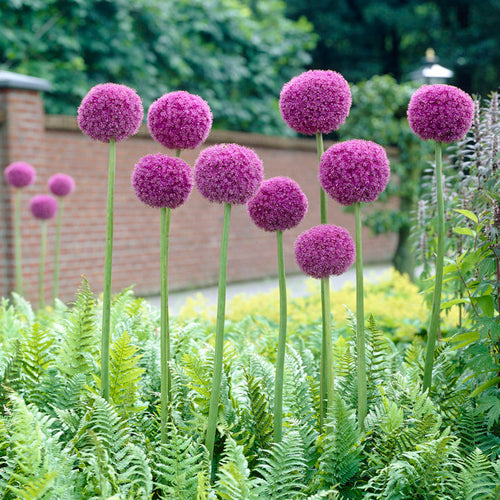 Bulbs - Allium  'Giganteum' - PRE-ORDER FOR FALL 2025