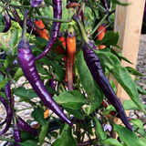 Buena Mulata (Patio Hot Pepper)