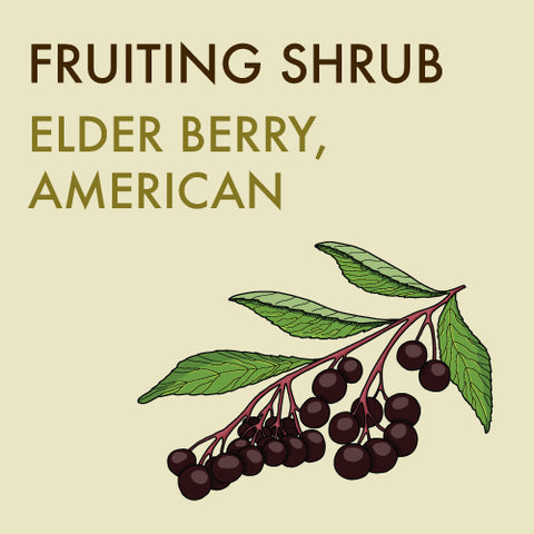 Elder, 'American Elder' -2-gallon ORCHARD PREORDER FOR LATE MAY 2024