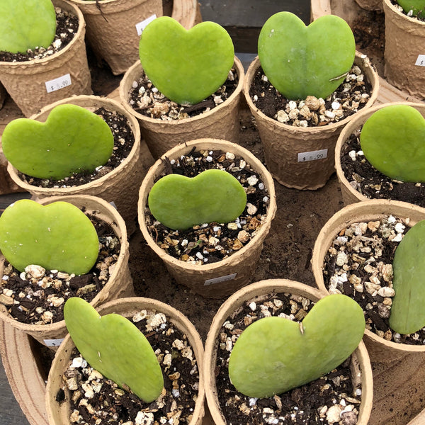 Hoya Green Heart - Live Plant