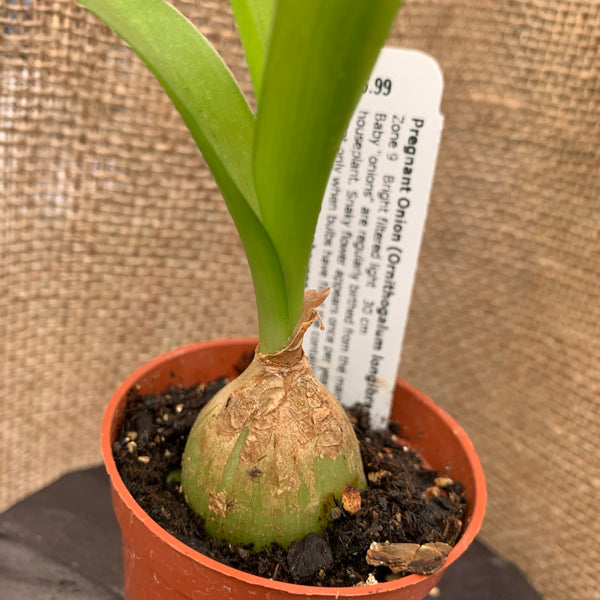 Live Plant - Pregnant Onion