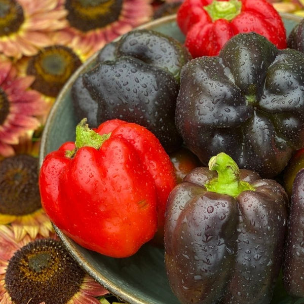 Seeds - Pepper (Sweet), Purple Beauty Sweet Bell OG (F)