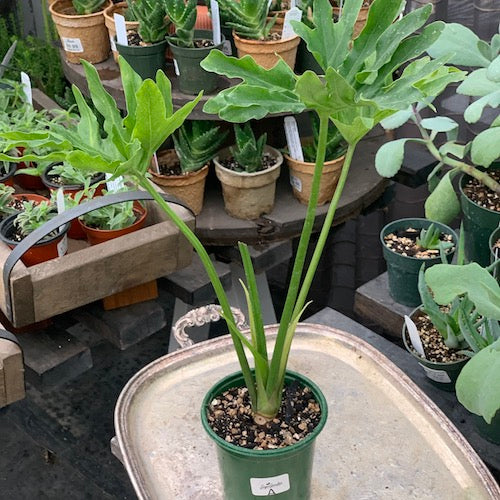 philodendron radiatum price Philodendron radiatum - Live Plant