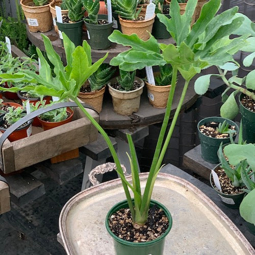 Philodendron radiatum - Live Plant