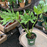 Philodendron radiatum - Live Plant
