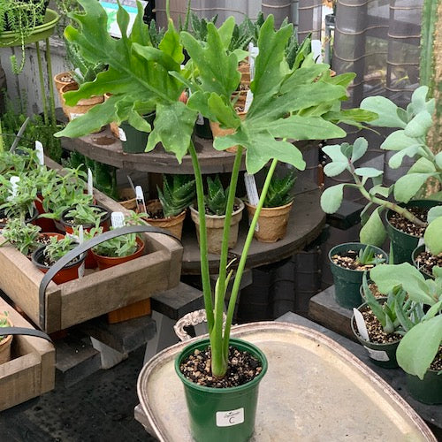 Philodendron radiatum - Live Plant