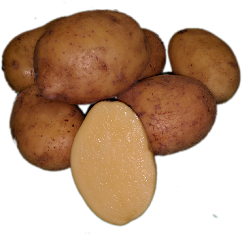 Potato, Agria