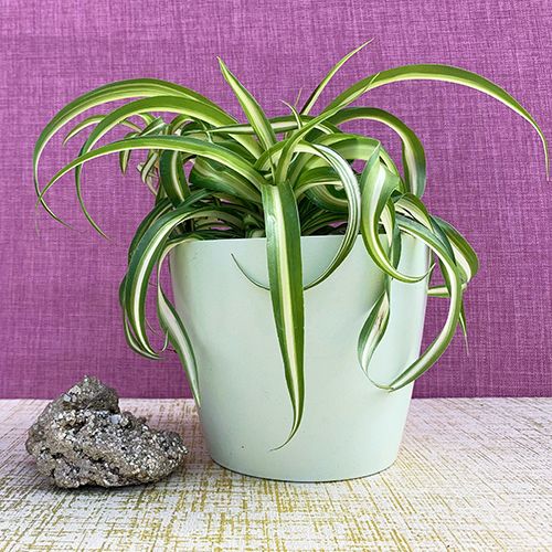 variegated spider plants Spider Plant Variegated - Live Plant