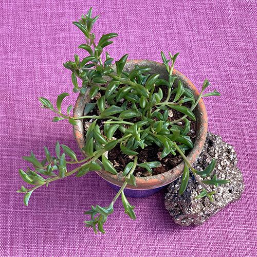 dolphin succulent canada String of Dolphins - Live Plant