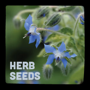 Herb Seeds