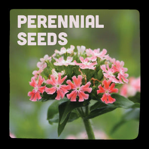 Perennial Seeds